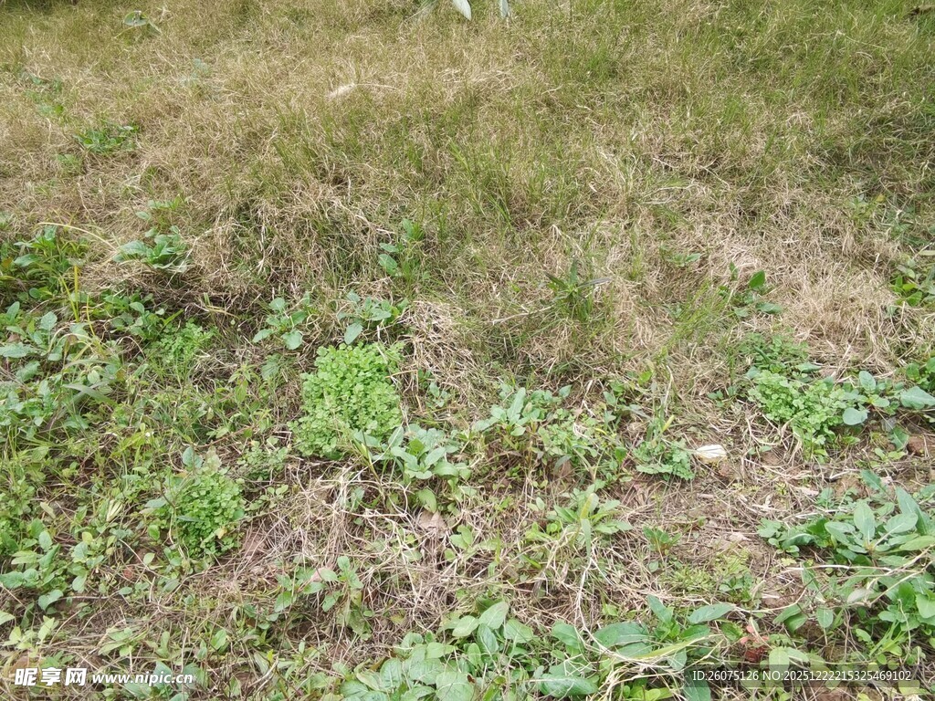 草地中的零星绿色植物