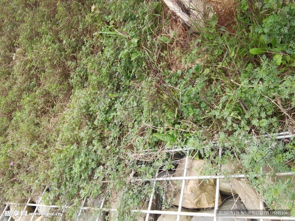 石墙边的繁茂绿植