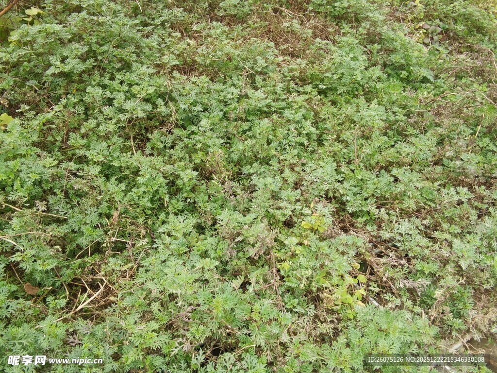 地面上的绿色植物群落