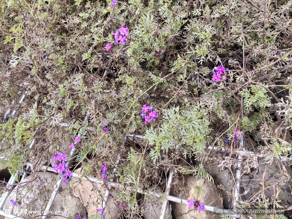 紫色小花绽放于绿植间