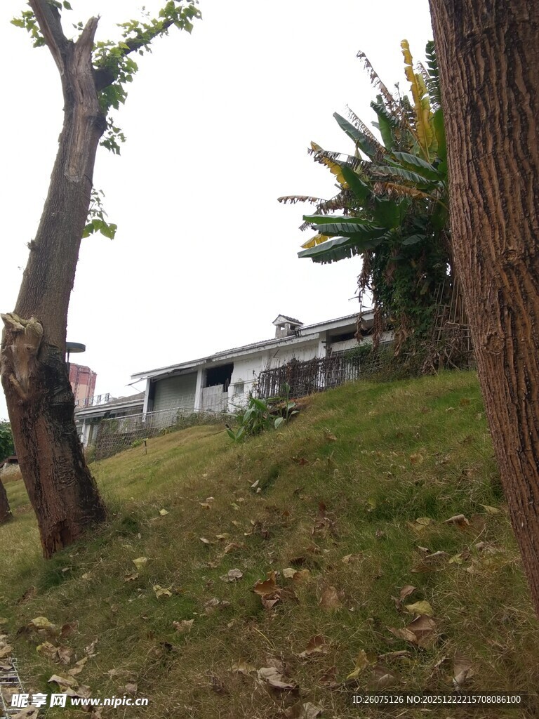 户外草地树木旁的景象