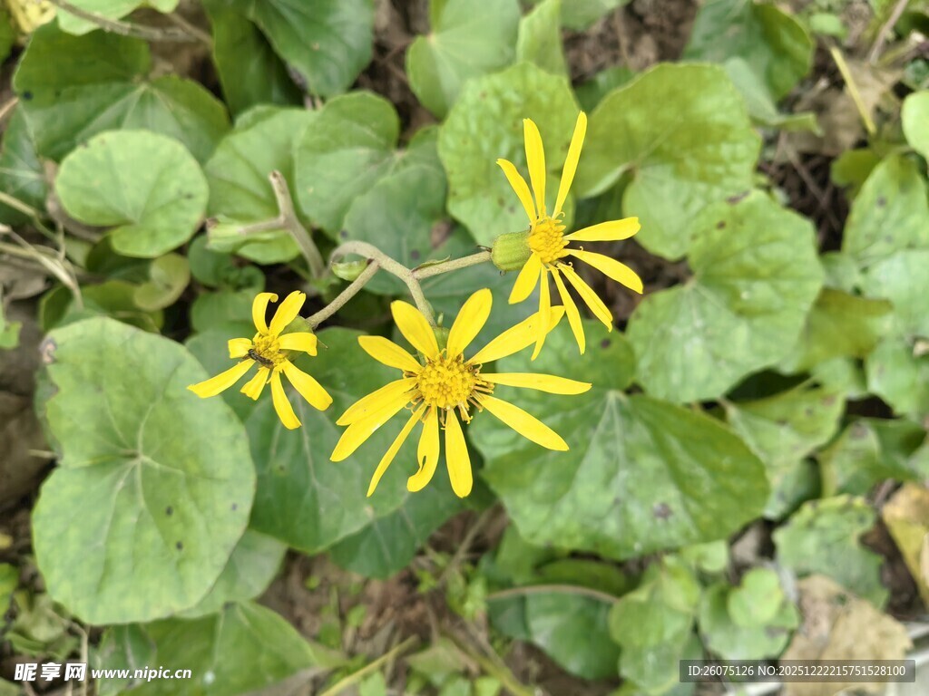 黄色小花与绿叶植物