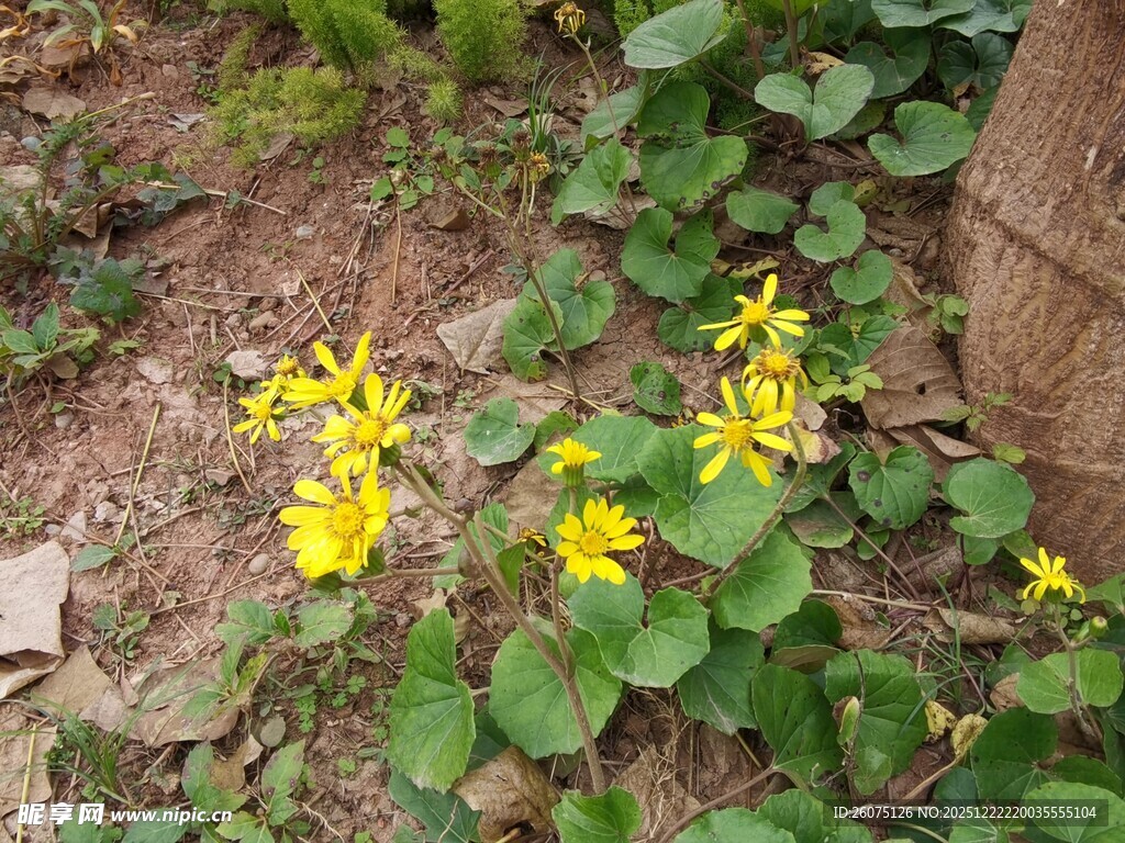 树下绽放的黄色小花