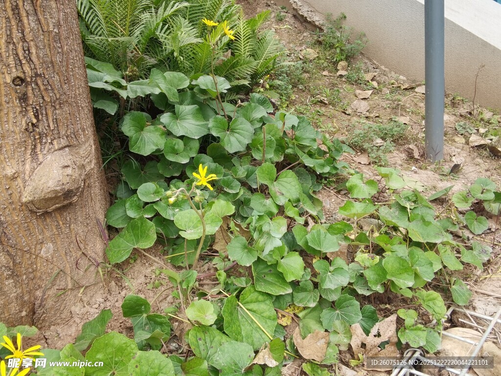 树下绿植绽放黄色小花