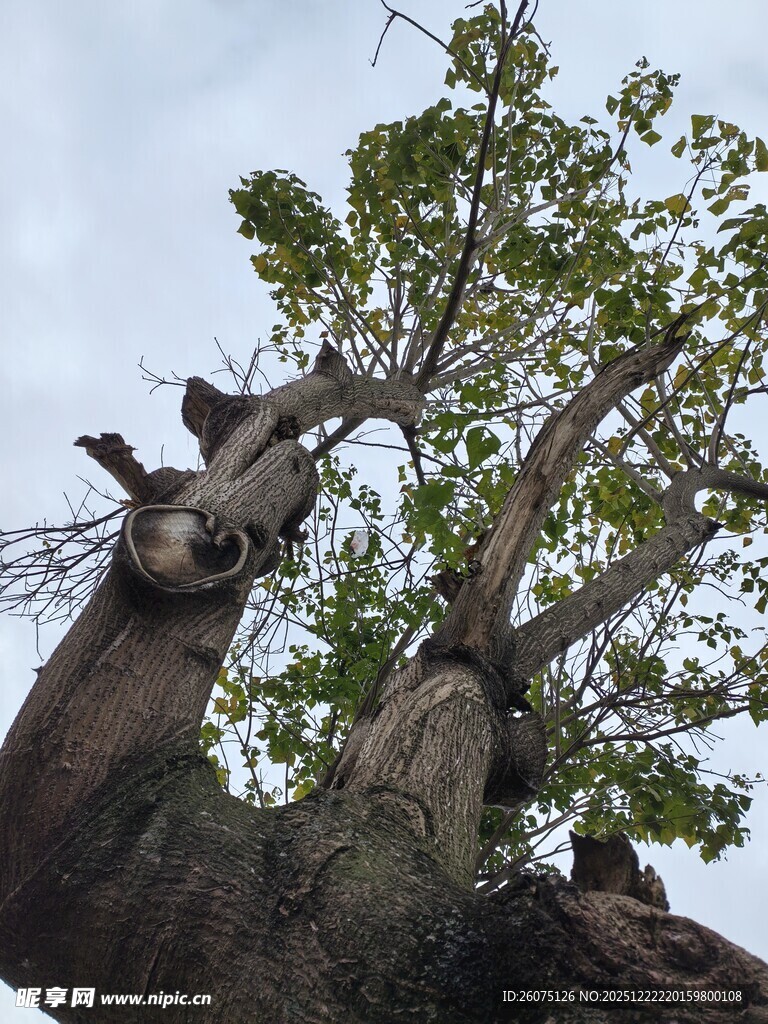 古老大树的独特繁茂姿态