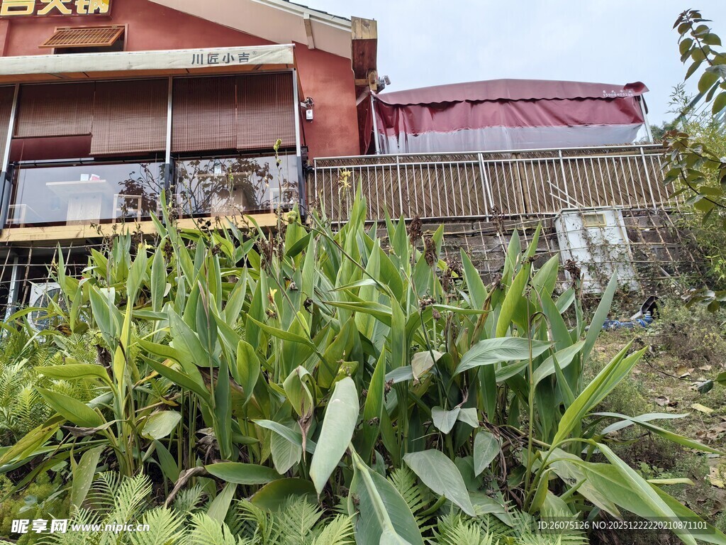 红顶建筑旁的葱郁绿植