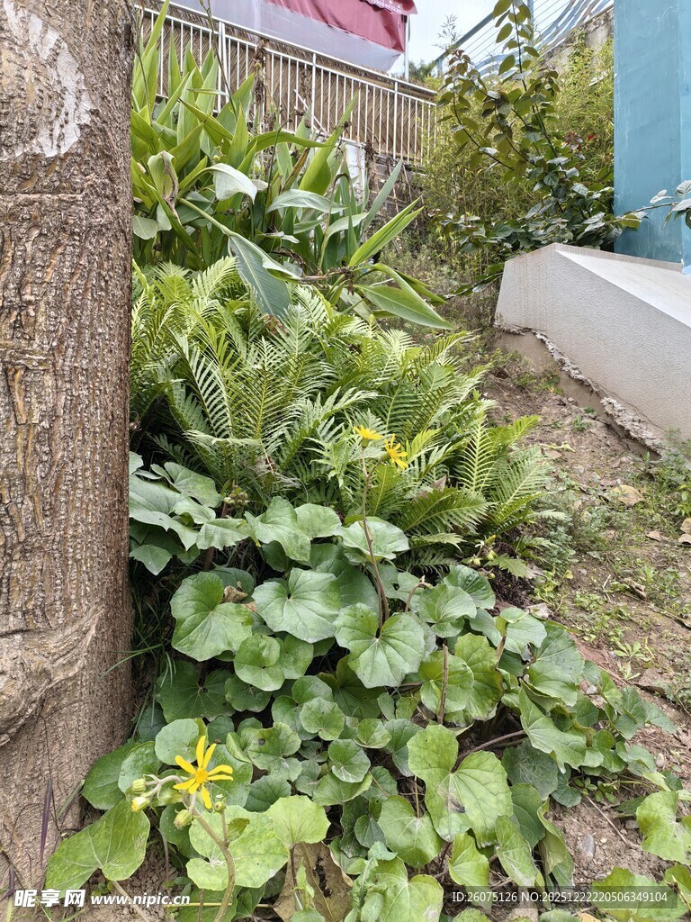 树旁绿植绽放黄色小花
