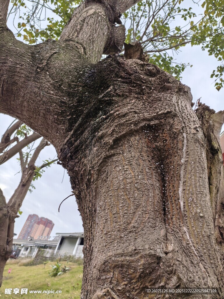 古老粗壮的奇特大树