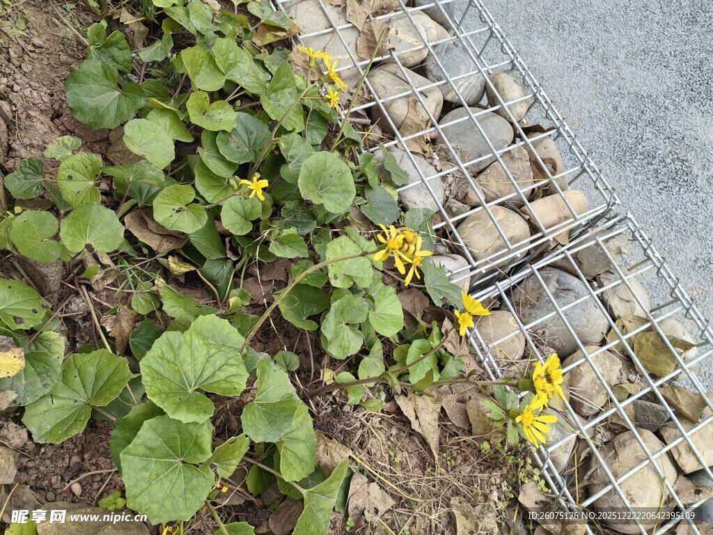 墙边绿植绽放黄色小花