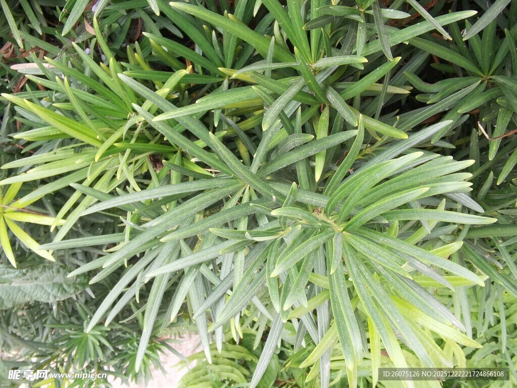 翠绿蒲葵叶片特写