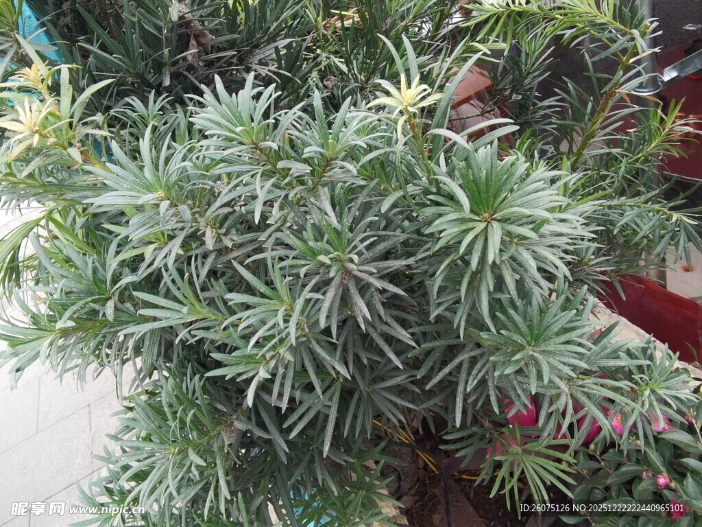 翠绿茂盛的盆栽植物