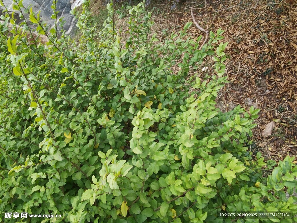 绿叶繁茂的绿色植物