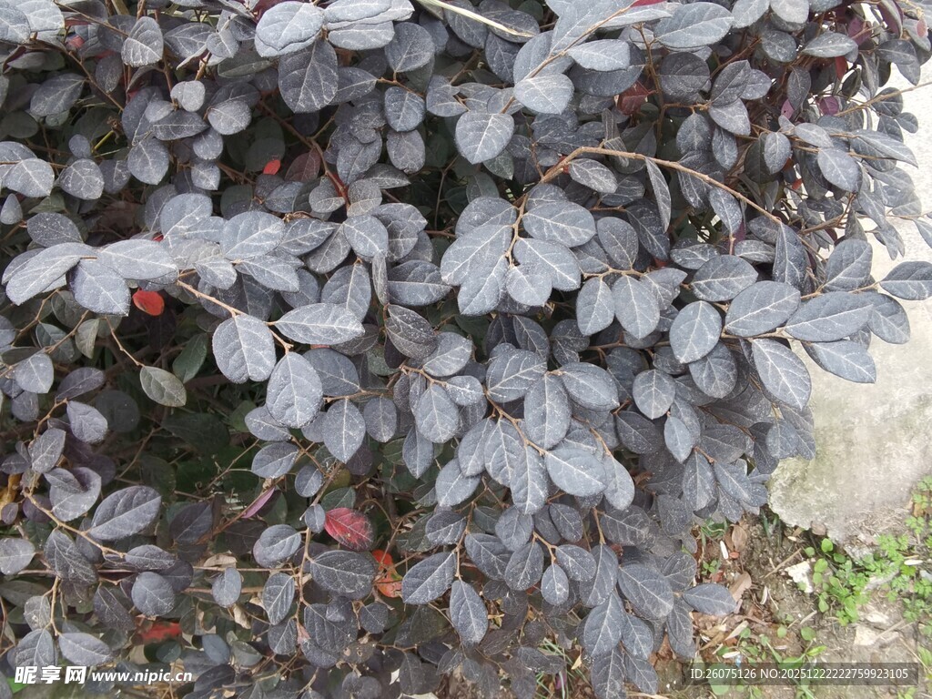 紫叶植物上的红色果实