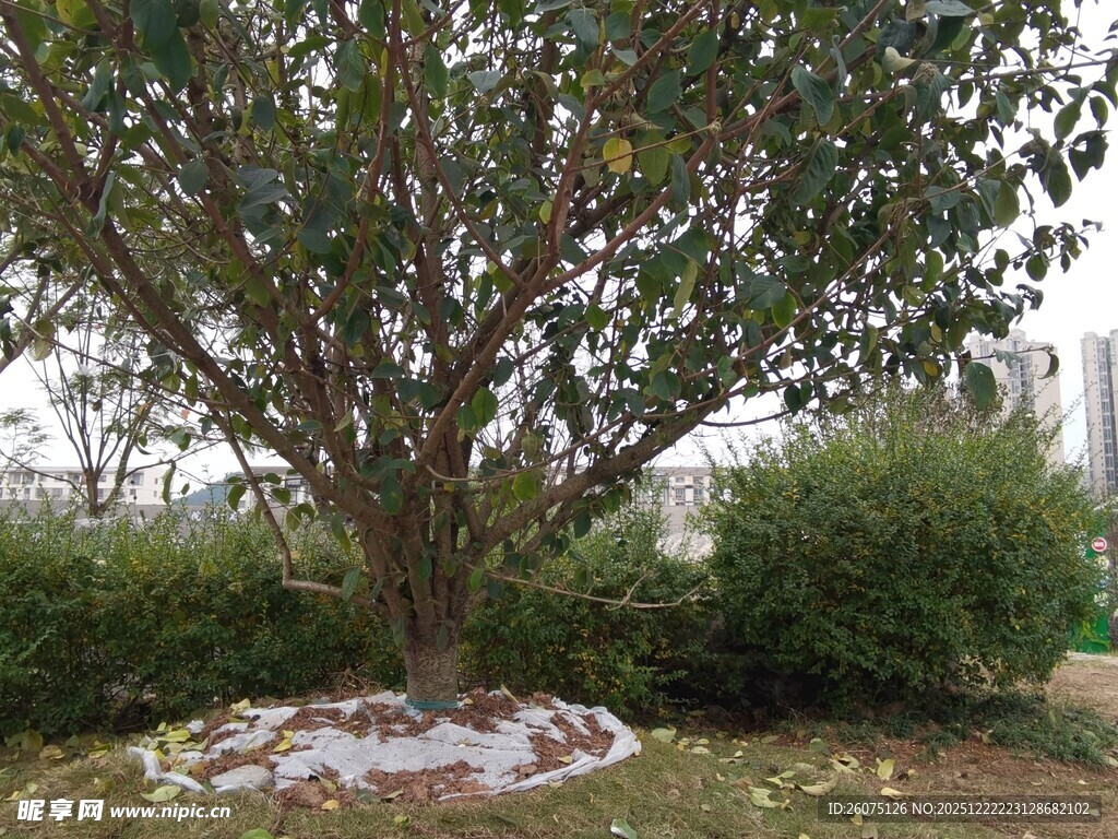 庭院中茂盛的大树