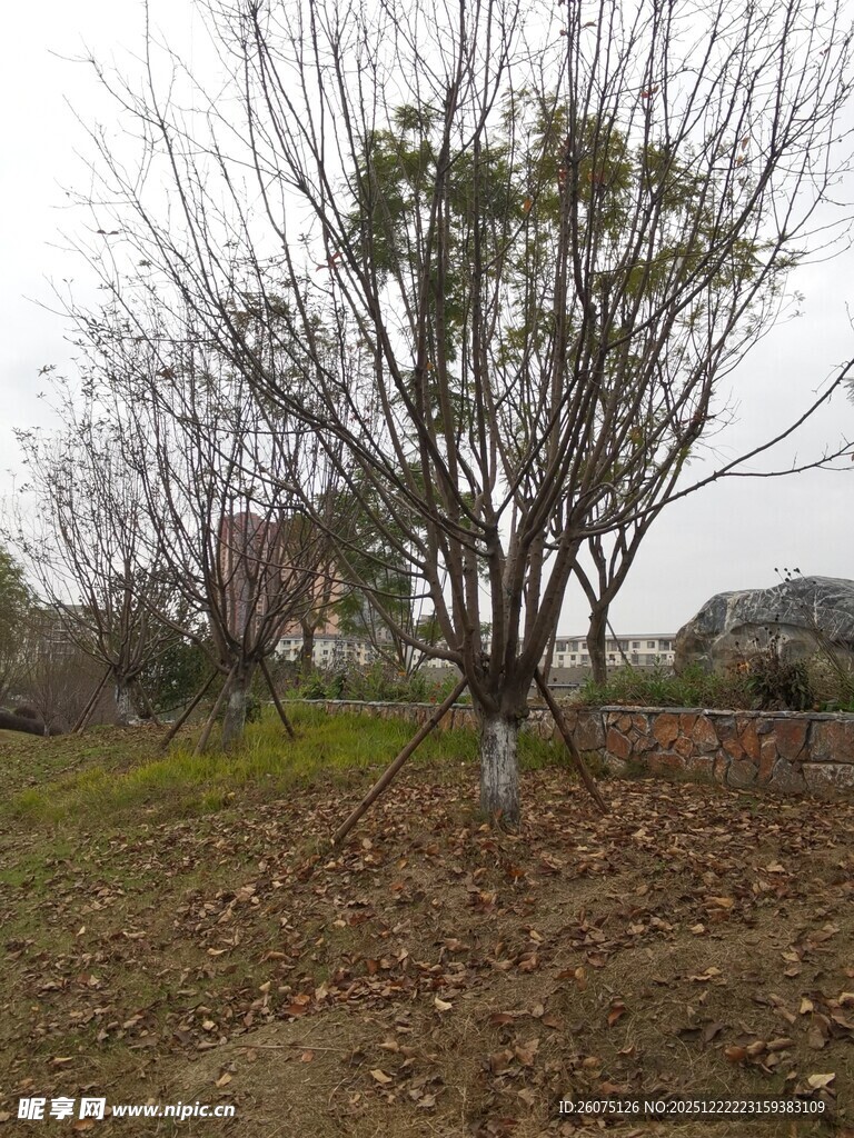 冬日枯树旁的萧瑟景致