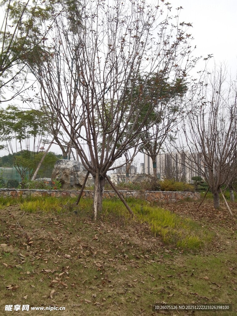 郊外光秃树木与草地景象