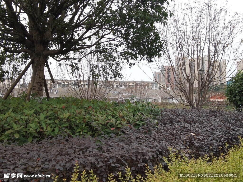 园林景观中的多彩植物