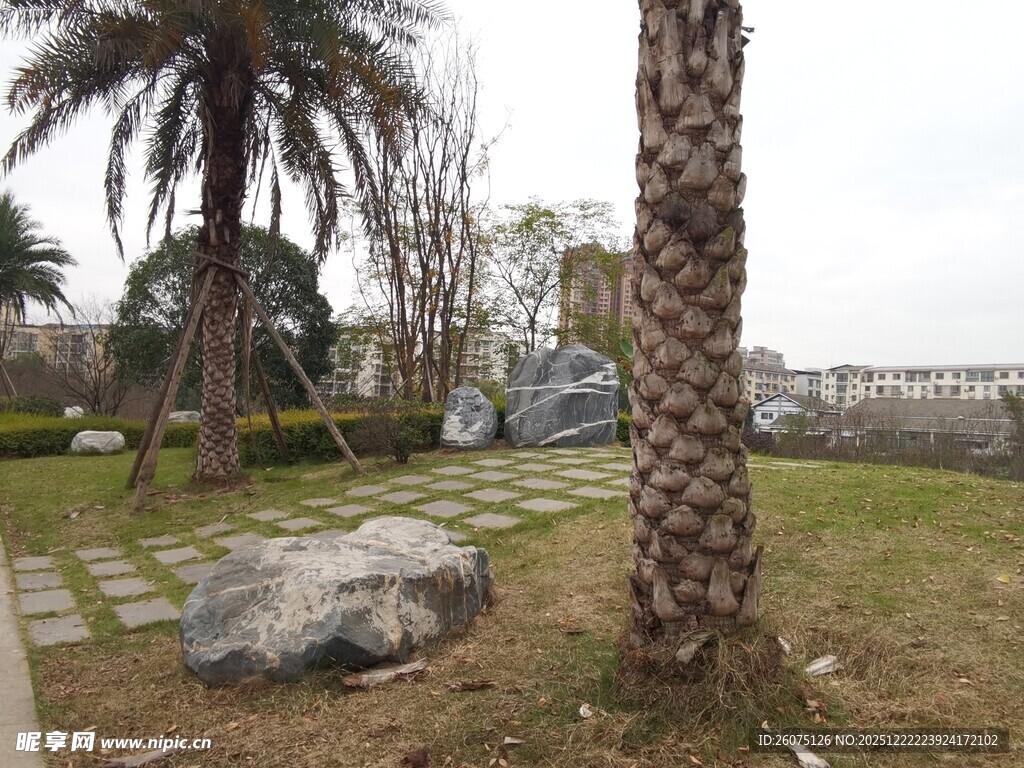 户外草坪旁的棕榈树景观