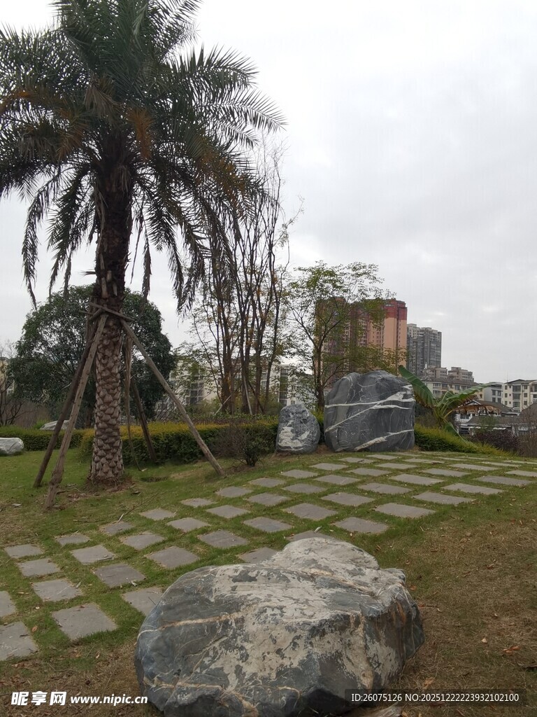 园林景观中的石与棕榈树