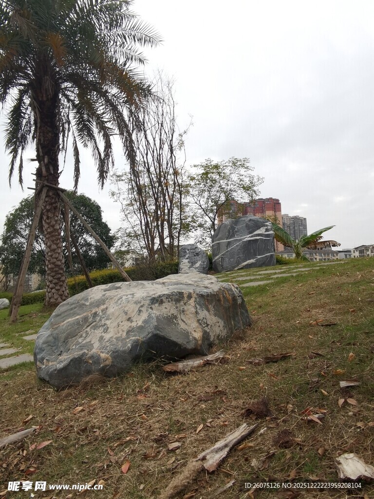 户外草地巨石与棕榈树