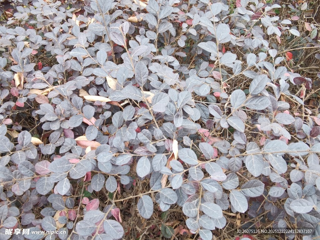 地面散落的银色硬币