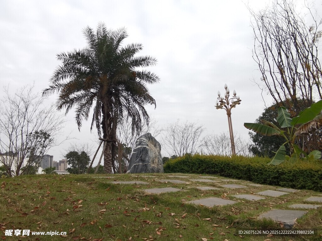 公园中的棕榈树与景观