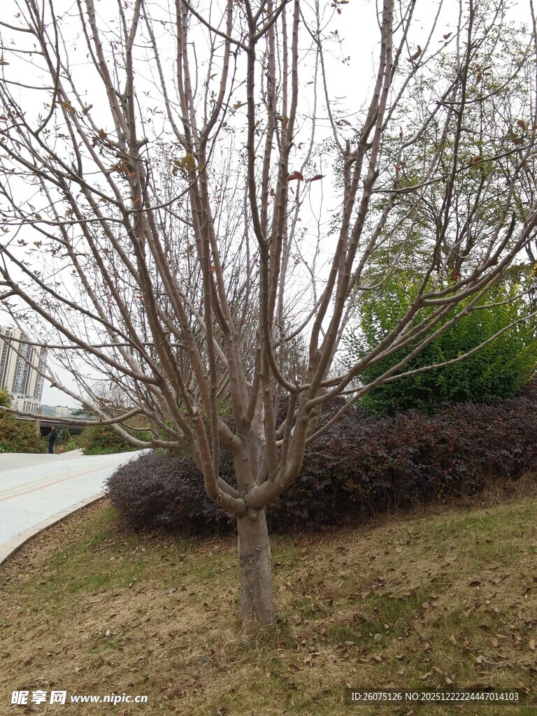 冬日光秃树木景观