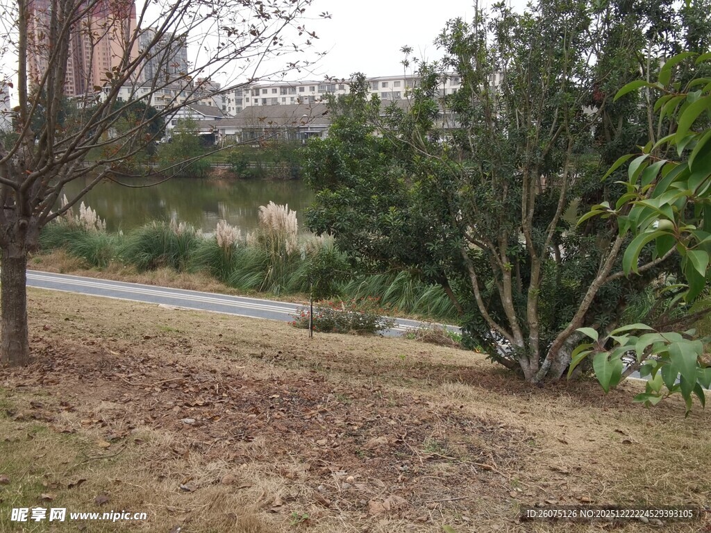 户外自然景观中的树木小径