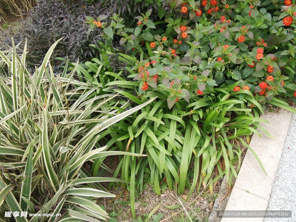 多彩植物装点的角落