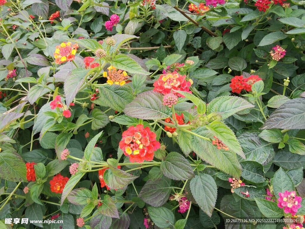 鲜艳花丛中的多彩花卉