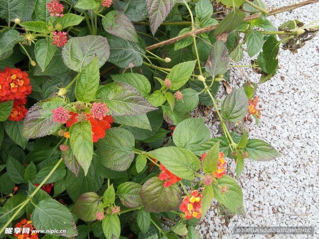 绿叶间的鲜艳红色小花