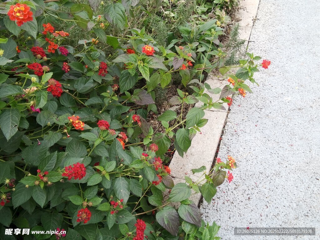 路边盛放的鲜艳红色花卉