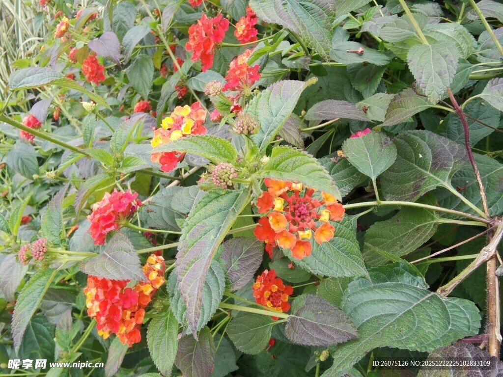 鲜艳花丛中的多彩花卉