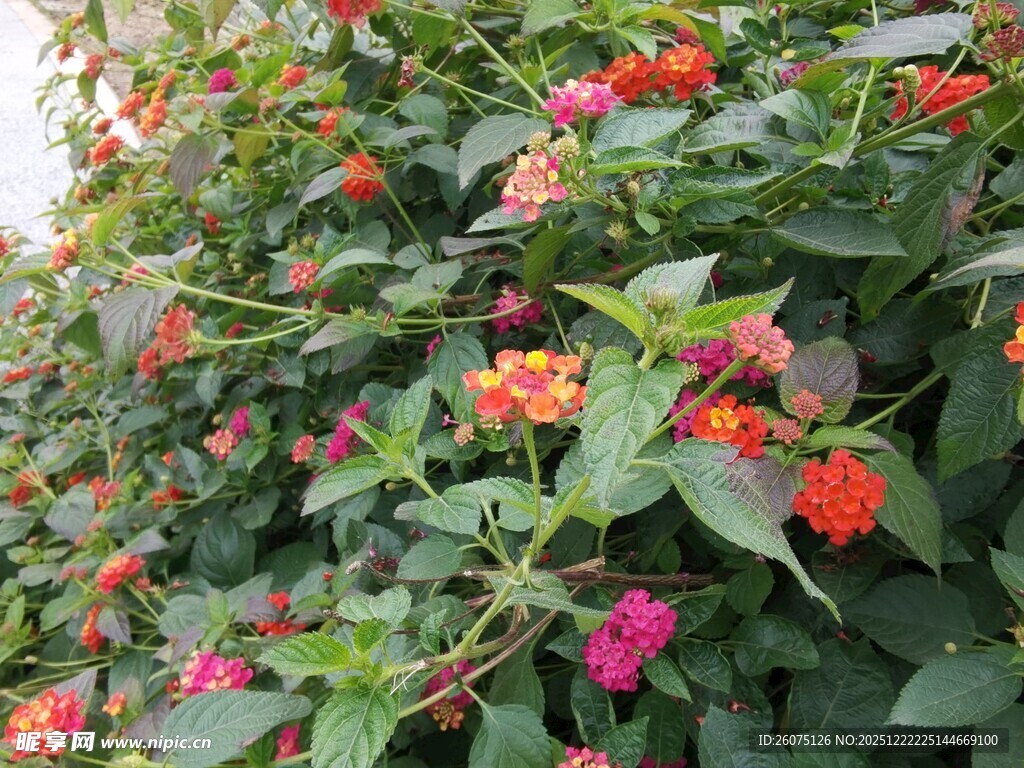 鲜艳多彩花卉绽放美景