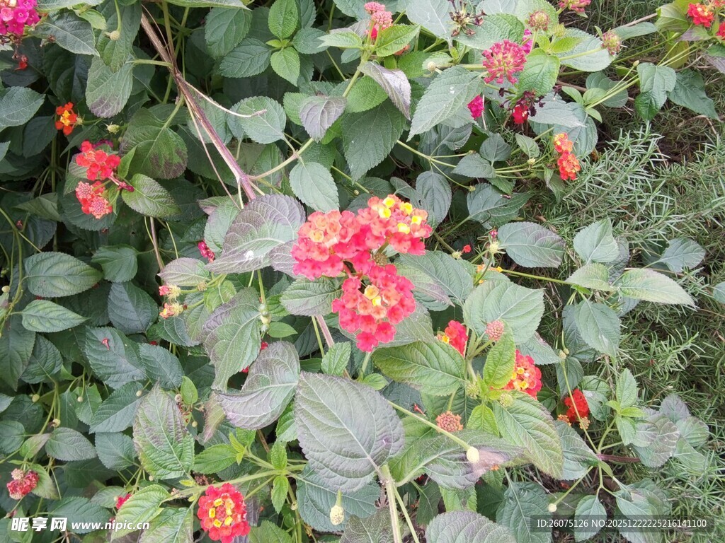 鲜艳多彩的花卉植物景观