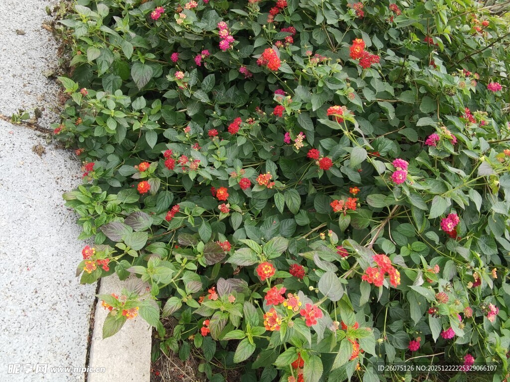 墙边绽放的鲜艳红色花卉