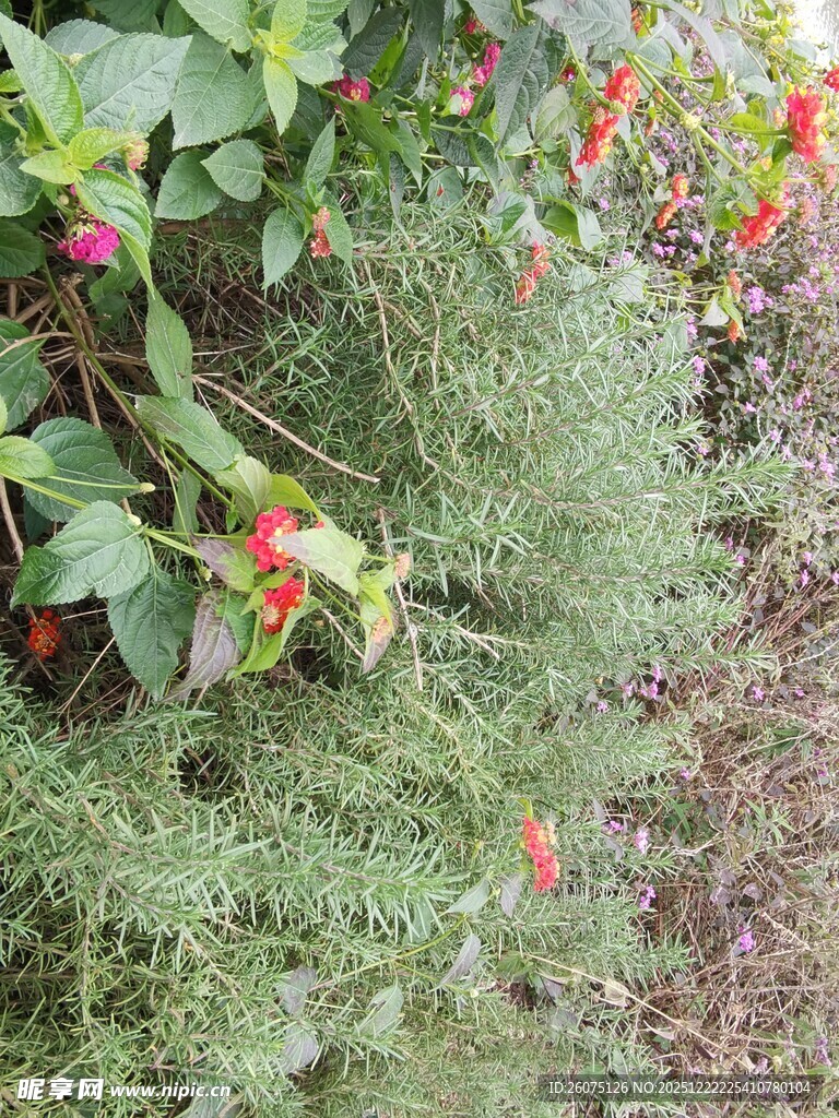 绿叶间绽放的多彩小花