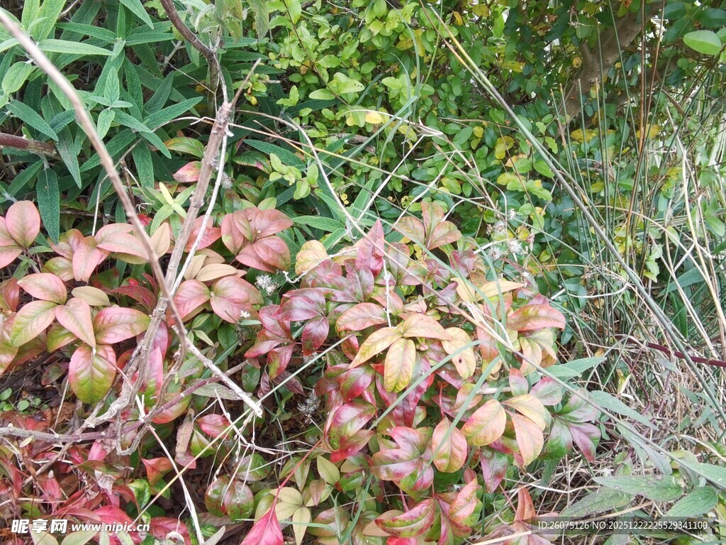 多彩多肉植物生长于草丛
