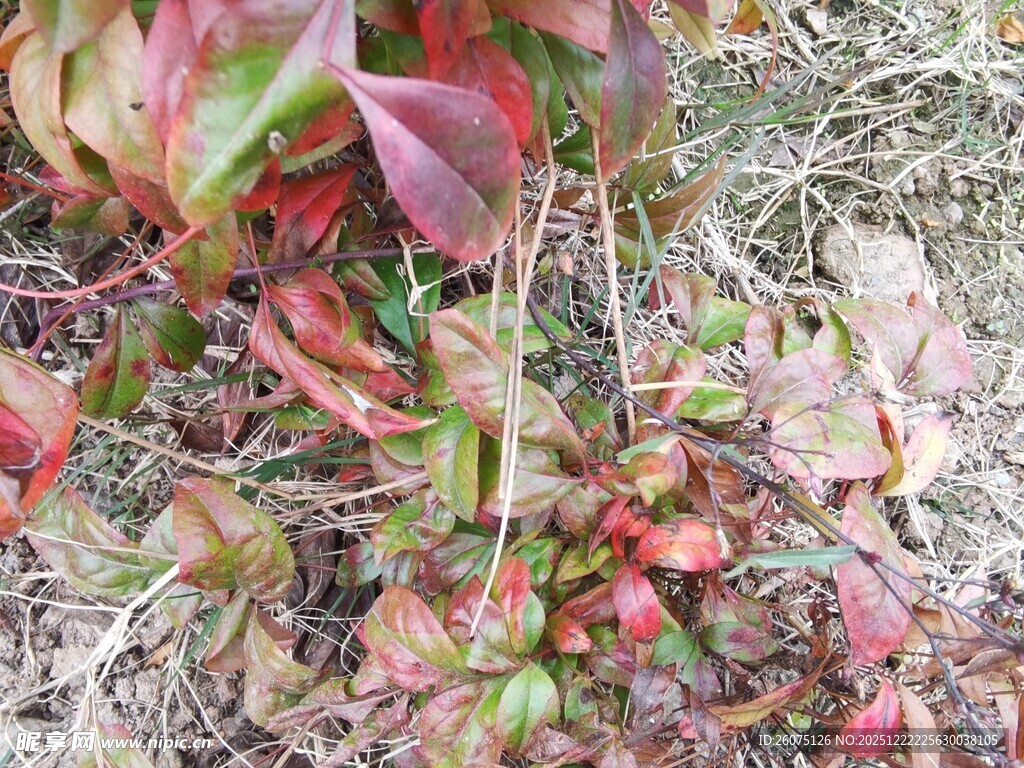 地面上的多彩植物