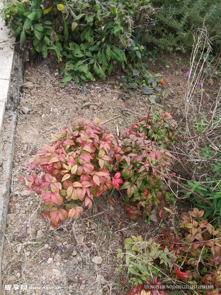 地面上色彩斑斓的低矮植物