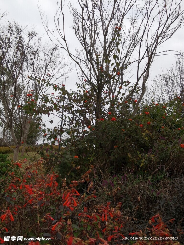 秋日红叶与枯树景观