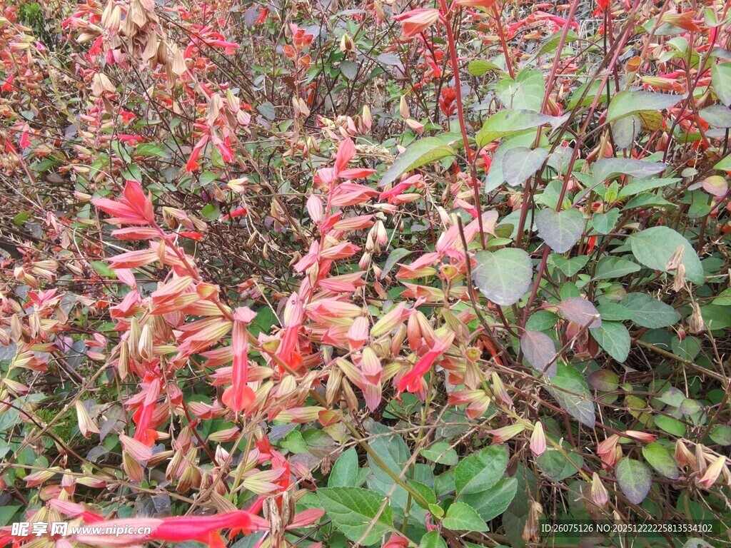 红色花卉植物景观