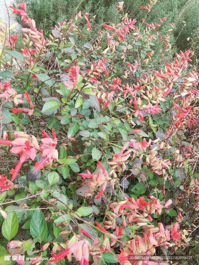 鲜艳多彩的花卉植物景观
