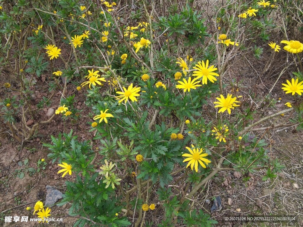 野外绽放的黄色小野花