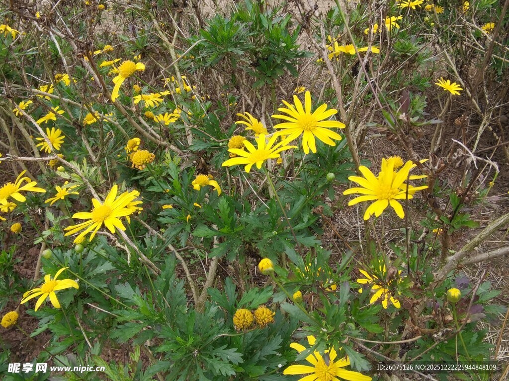 野外绽放的黄色小花