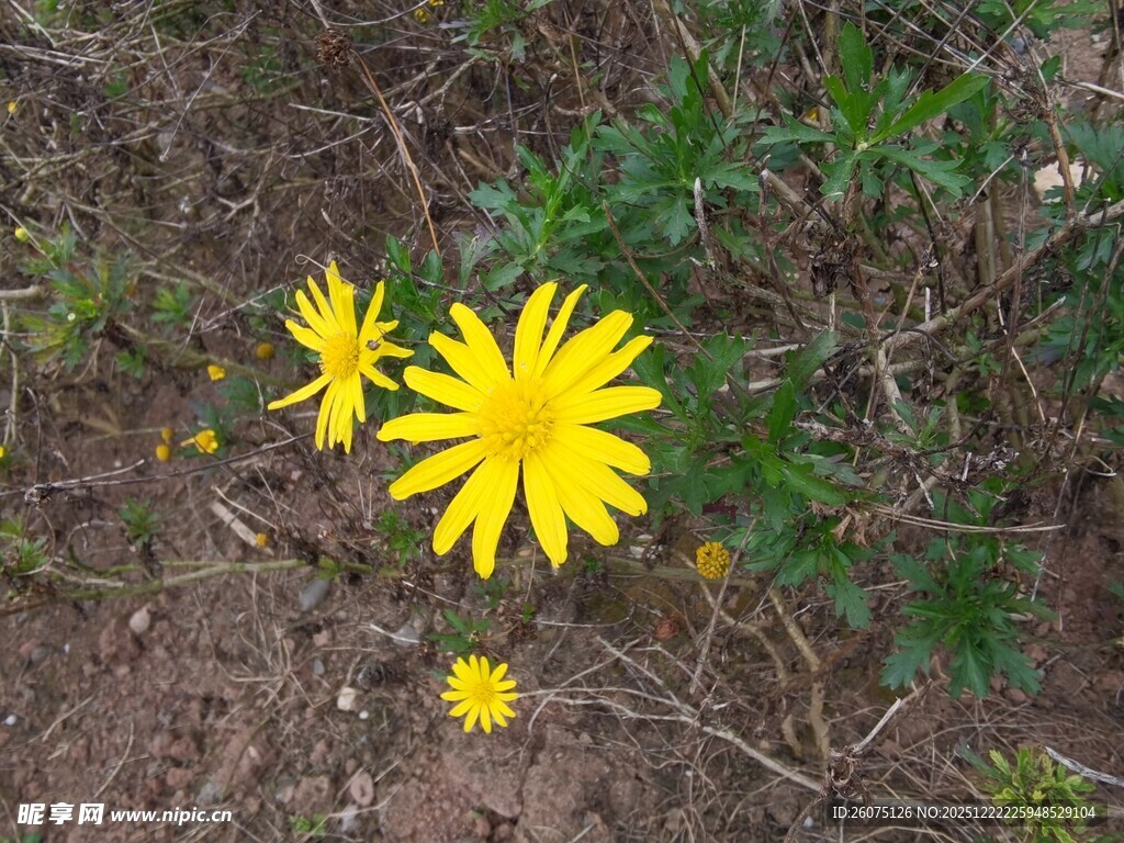 野外绽放的黄色小花