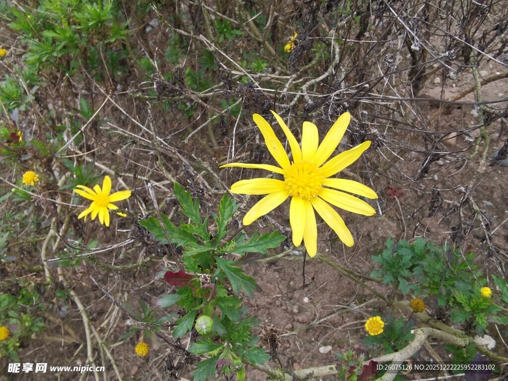 草地上的黄色小花