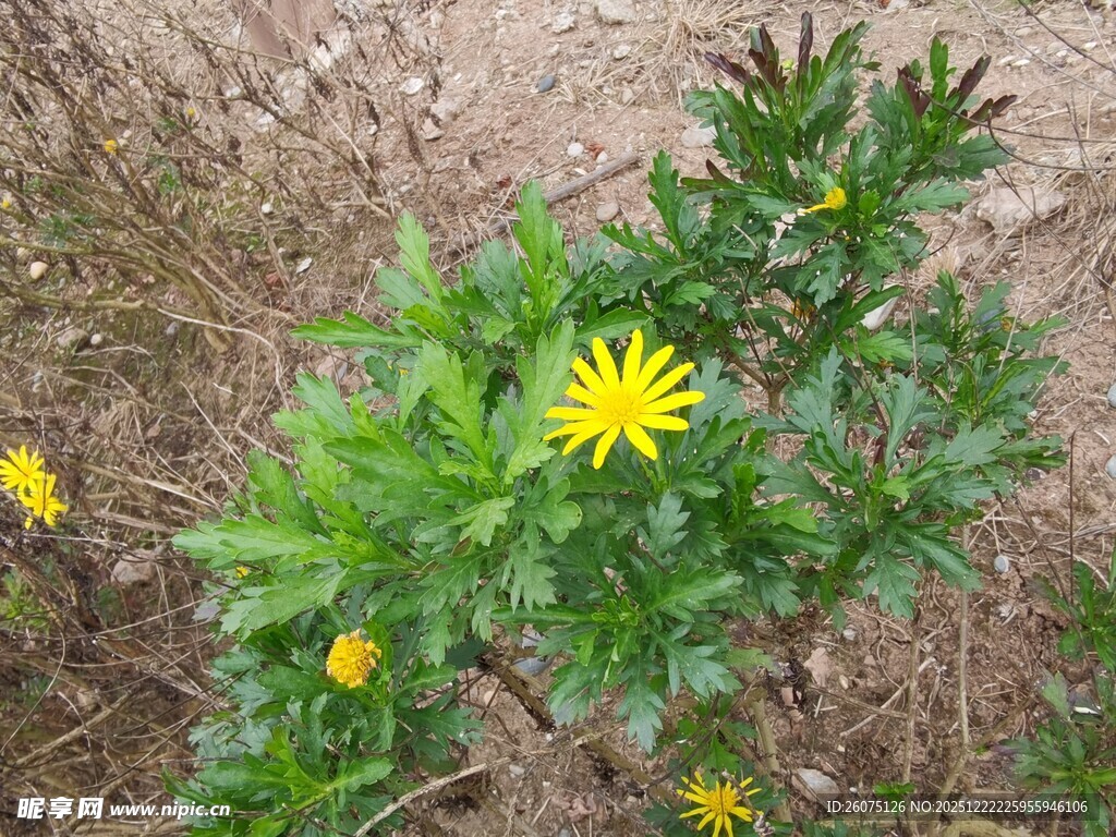 野外绽放的黄色小花
