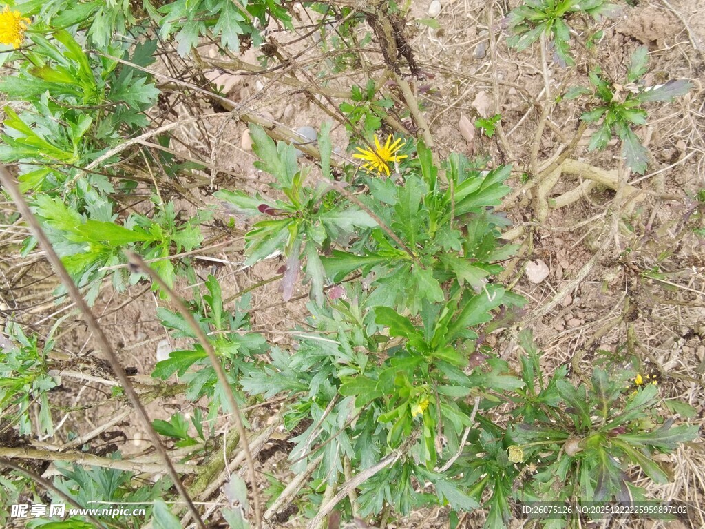 野外生长的黄色小花植物