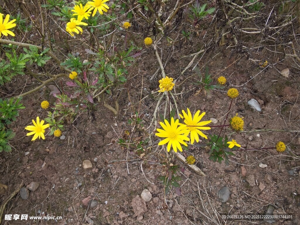 黄色小花绽放于泥土间